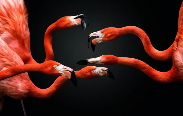 Птицы, фламинго, шеи, Phoenicopterus roseus, ро́зовый флами́нго