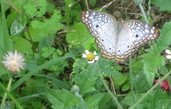 Flying, butterfly, garden