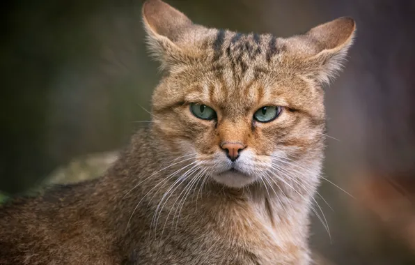 Кошка, кот, взгляд, морда, фон, портрет, злой, уши