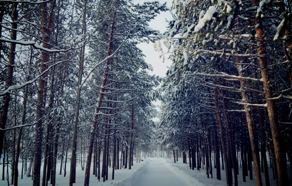 Картинка зима, осень, снег, деревья, любовь, пейзаж, снежинки, природа