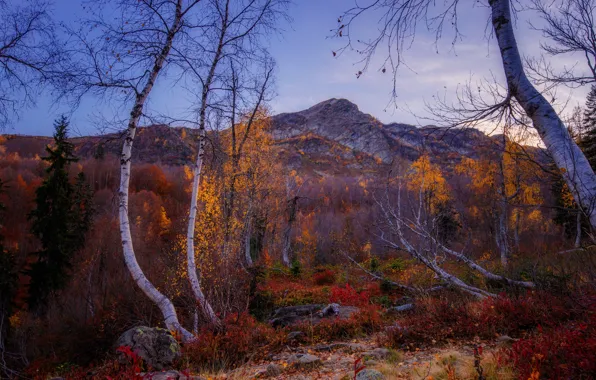 Картинка осень, деревья, пейзаж, горы, природа