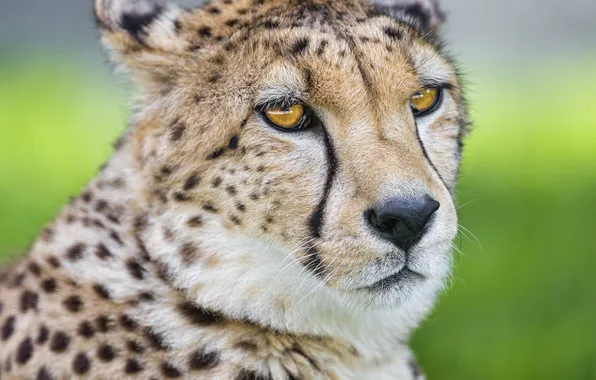 Картинка кошка, морда, гепард, ©Tambako The Jaguar