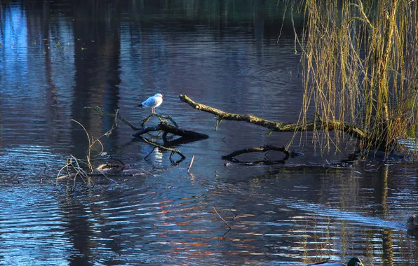 Bird, water, lake