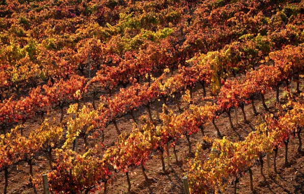 Wine, Spain, Cataluña, red wine, vineyards, vitis vinifera, Denominación de Origen, DO