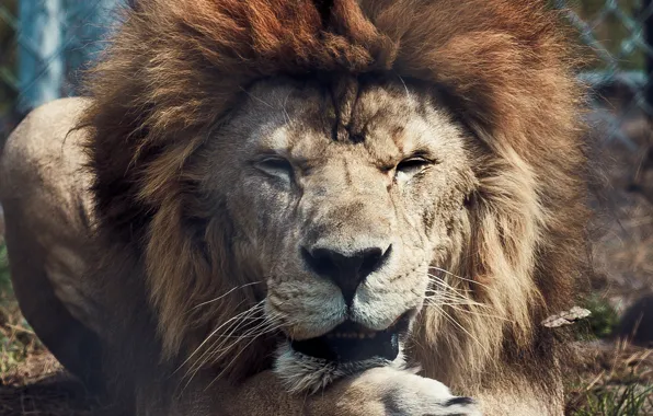 Картинка животные, хищники, лев, царь зверей, дикие кошки, львы, animals, lion