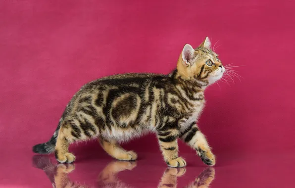 Кошка, взгляд, поза, котенок, мордашка, полосатый, розовый фон, бенгальский
