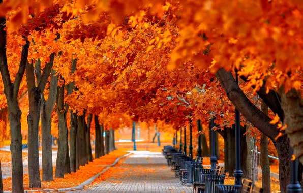 Картинка осень, трава, листья, деревья, скамейка, природа, парк, colors