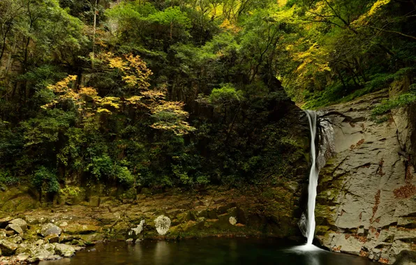 Картинка лес, деревья, камни, скалы, водопад