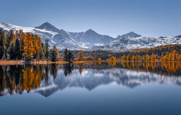 Картинка осень, лес, деревья, горы, озеро, отражение, Россия, Горный Алтай