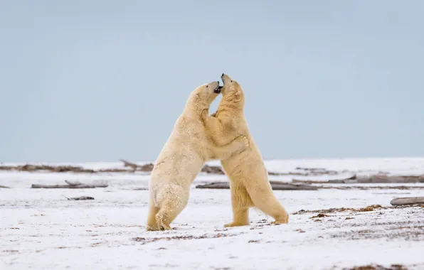 Природа, Battle, Polar Bear
