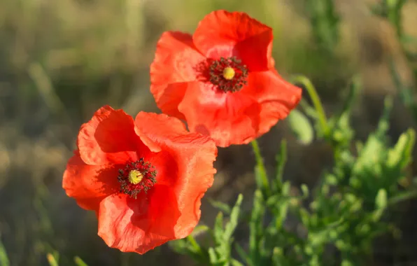 Red, flower, garden, poppy