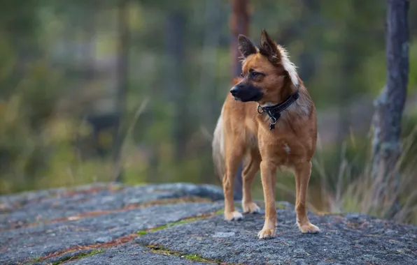 Природа, фон, собака