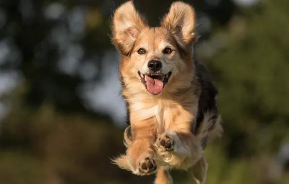 Картинка радость, настроение, прыжок, собака