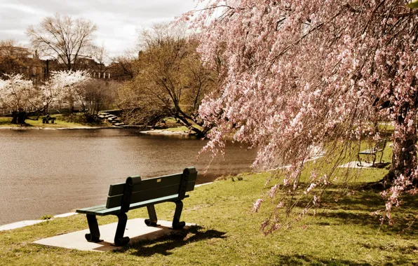 Деревья, скамейка, пруд, парк, США, Boston, Massachusetts