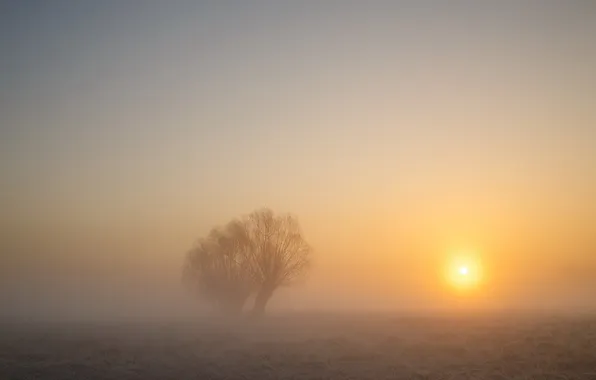 Картинка поле, пейзаж, закат, туман, дерево