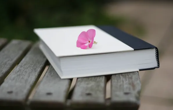 Картинка цветок, макро, книга