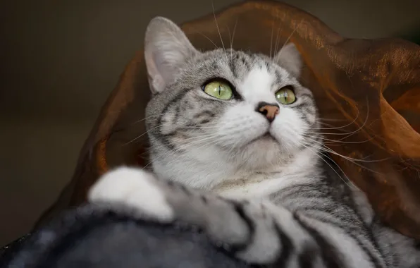 Кошка, кот, взгляд, поза, портрет, ткань, мордашка, лапка