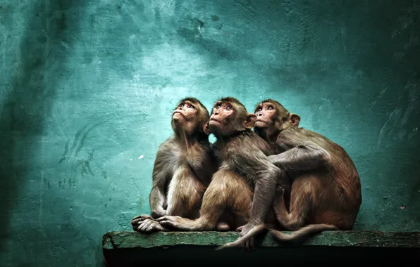 Картинка фон, обезьяны, зоопарк