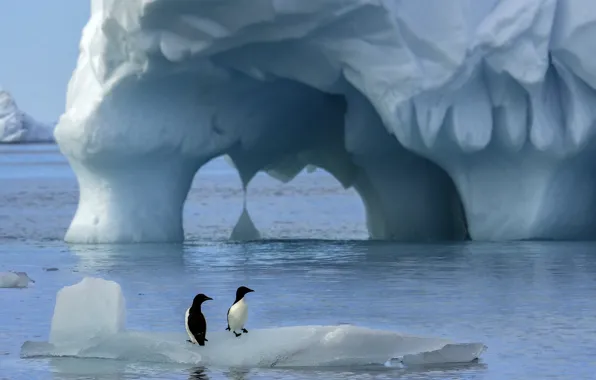 Птицы, природа, океан, пингвины, Антарктика, льдины