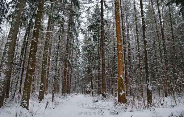 Green, white, christmas, forest, road, trees, snow, russia