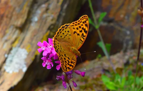 Картинка Макро, Цветы, Весна, Бабочка, Flowers, Spring, Macro, Butterfly