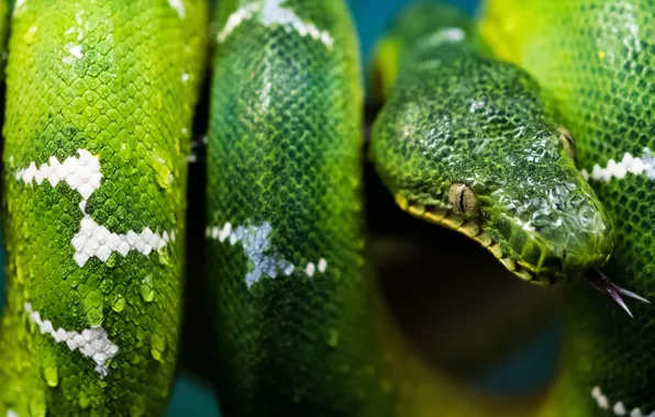 Картинка питон, взгляд, зеленый, чешуя, боке, змея, рептилия, капли