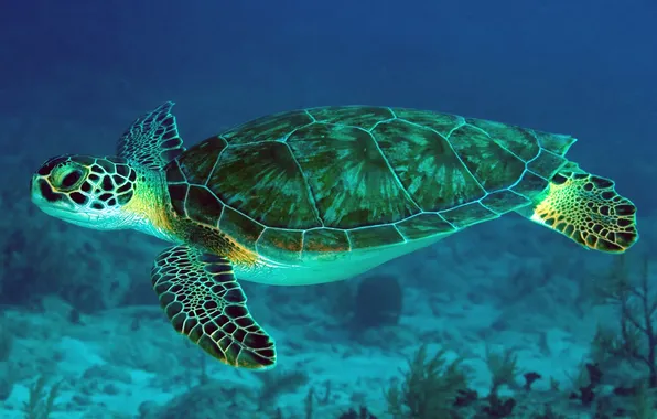 Картинка water, swimming, Turtle