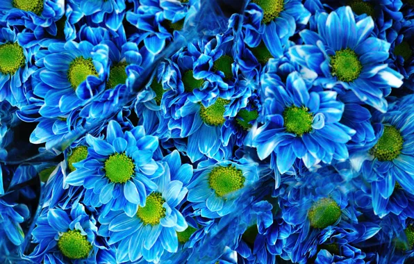 Букет, Blue, синие, хризантемы, Chrysanthemums
