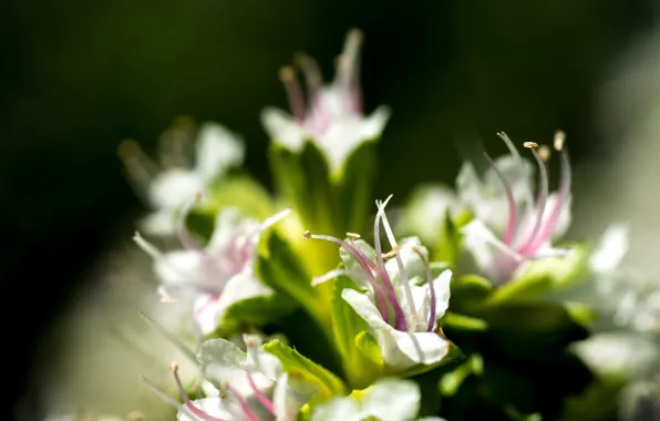 Green, flower, blossom, bokeh, leaf