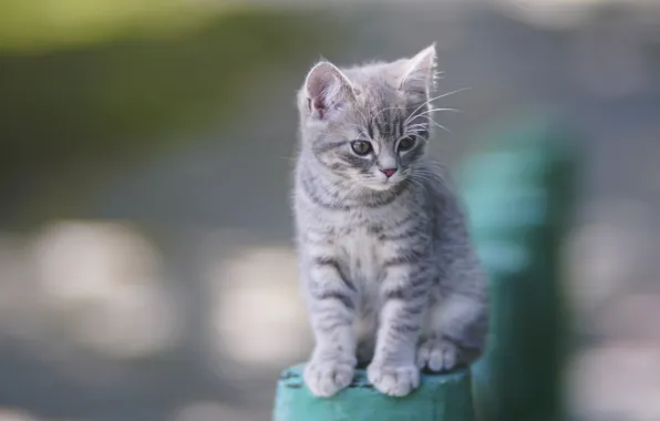Лето, милый, котейка