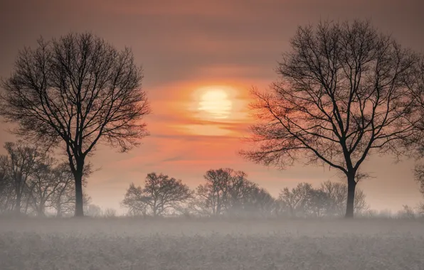 Картинка деревья, закат, туман