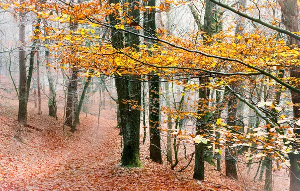 Осень, лес, природа, туман