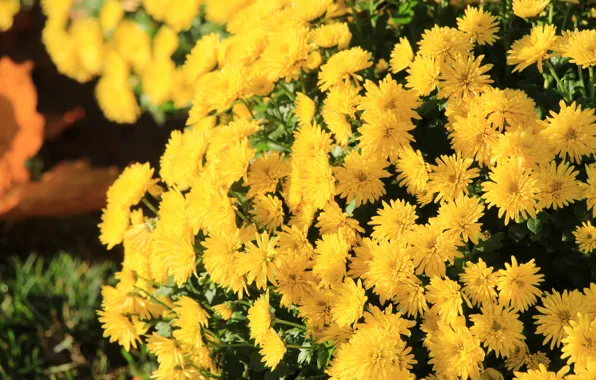 Flower, yellow, autumn, blooming