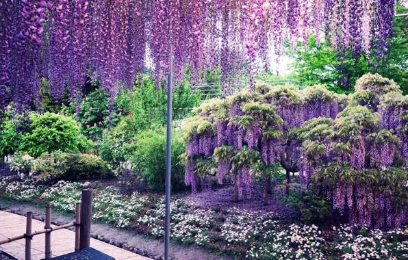 Картинка парк, Japan, цветение, глициния, Kawachi Fuji Gardens