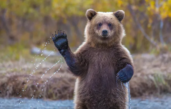 Картинка медвежонок, привет, аляска, гризли