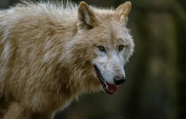 Nature, predator, animal, wolf, wildlife, portrait, portrait., Canis lupus. face