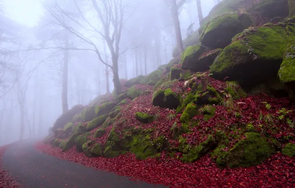 Trees, fog, life and death, enigma