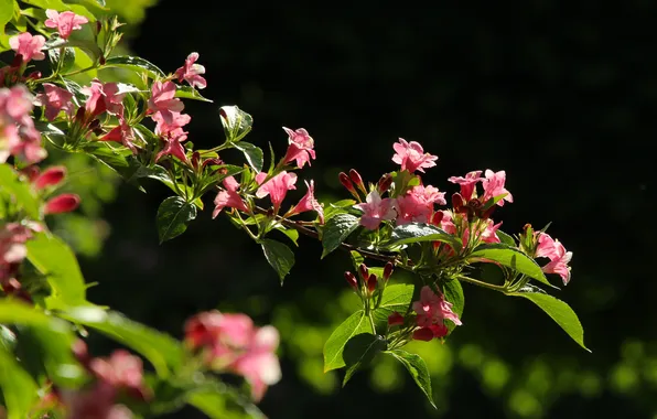 Pink, twig, blooming
