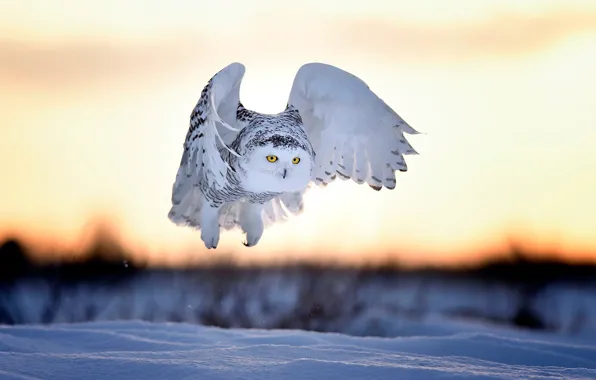 Картинка зима, снег, закат, птица, вечер, полярная сова, белая сова, Nyctea scandiaca