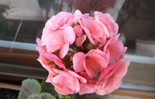 Flowers, пеларгония, Pink flowers, Розовые цветы, Pelargonium