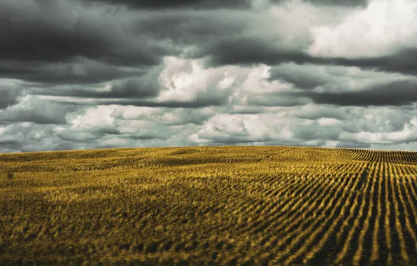 Поле, облака, красота, простор, space, field, clouds, beauty