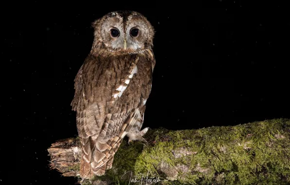Сова, птица, мох, коряга, черный фон, неясыть, Tawny Owl