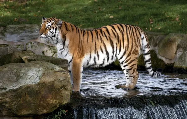 Картинка хищник, дикая кошка, зоопарк, амурский тигр