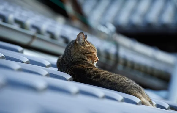 Картинка крыша, кошка, кот, лежа, черепица