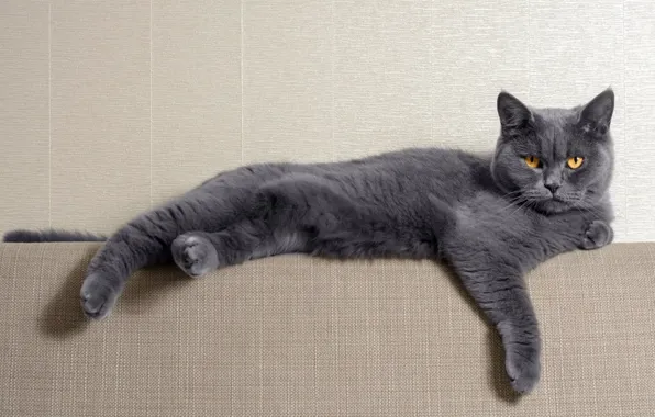 Картинка кошка, кот, взгляд, серый, диван, стена, лежит, британский