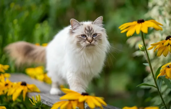 Кошка, кот, взгляд, цветы, скамейка, природа, поза, желтые