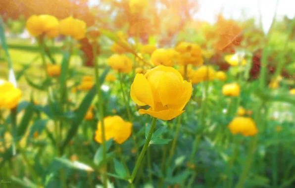Лето, трава, цветы, flower, купальница