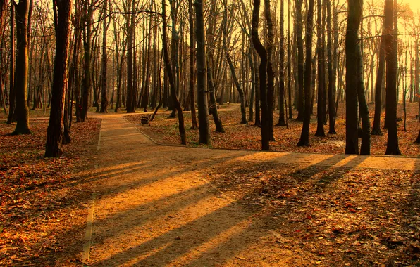 Forest, park, morning, lane
