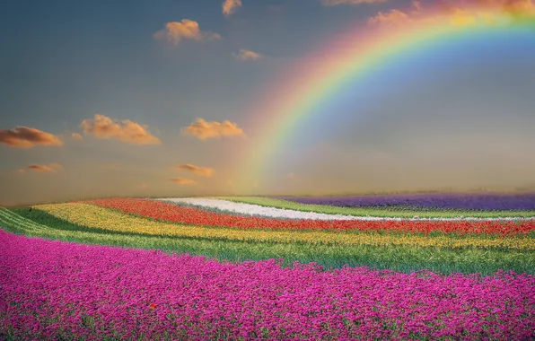 Картинка поле, пейзаж, цветы, природа, радуга, весна, тюльпаны