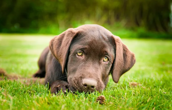 Картинка трава, собака, щенок, коричневый, лабрадор ретривер, лапка